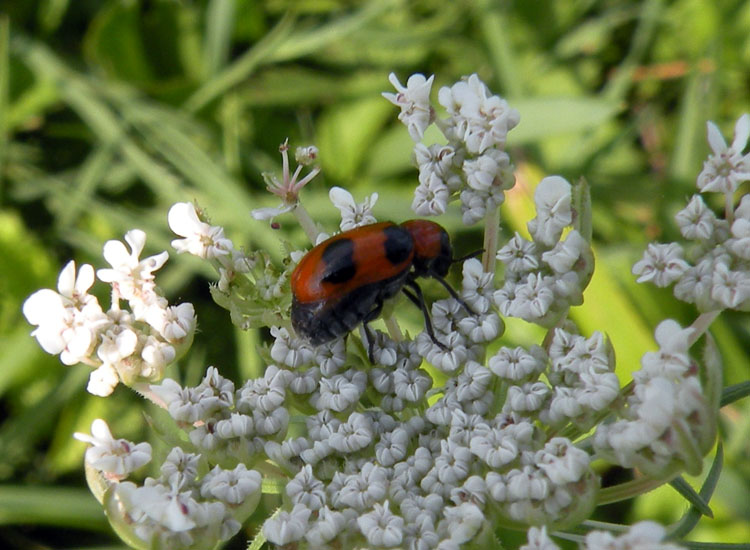 Coptocephala (Chrysomelidae)?